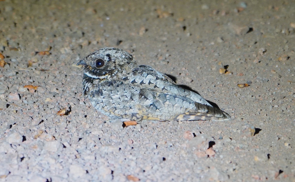 Common Poorwill - Kathryn Kay