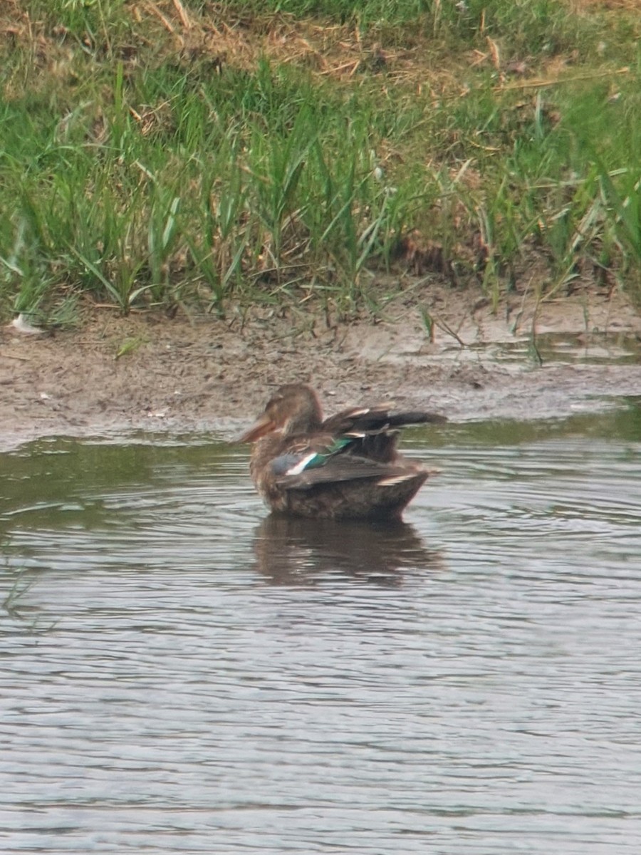 Northern Shoveler - ML595745731