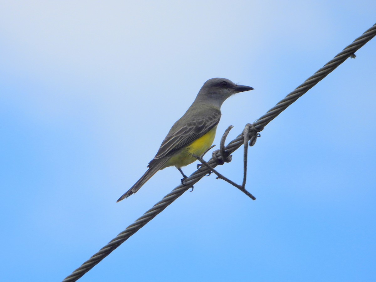 Tropical Kingbird - bob butler