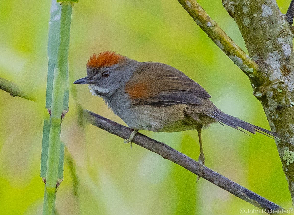 Dark-breasted Spinetail - John Richardson