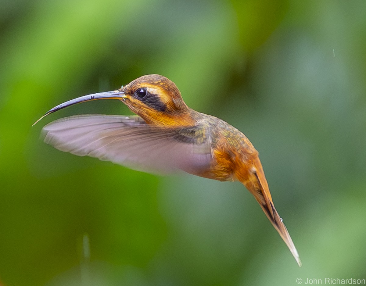 Gray-chinned Hermit - ML595749011