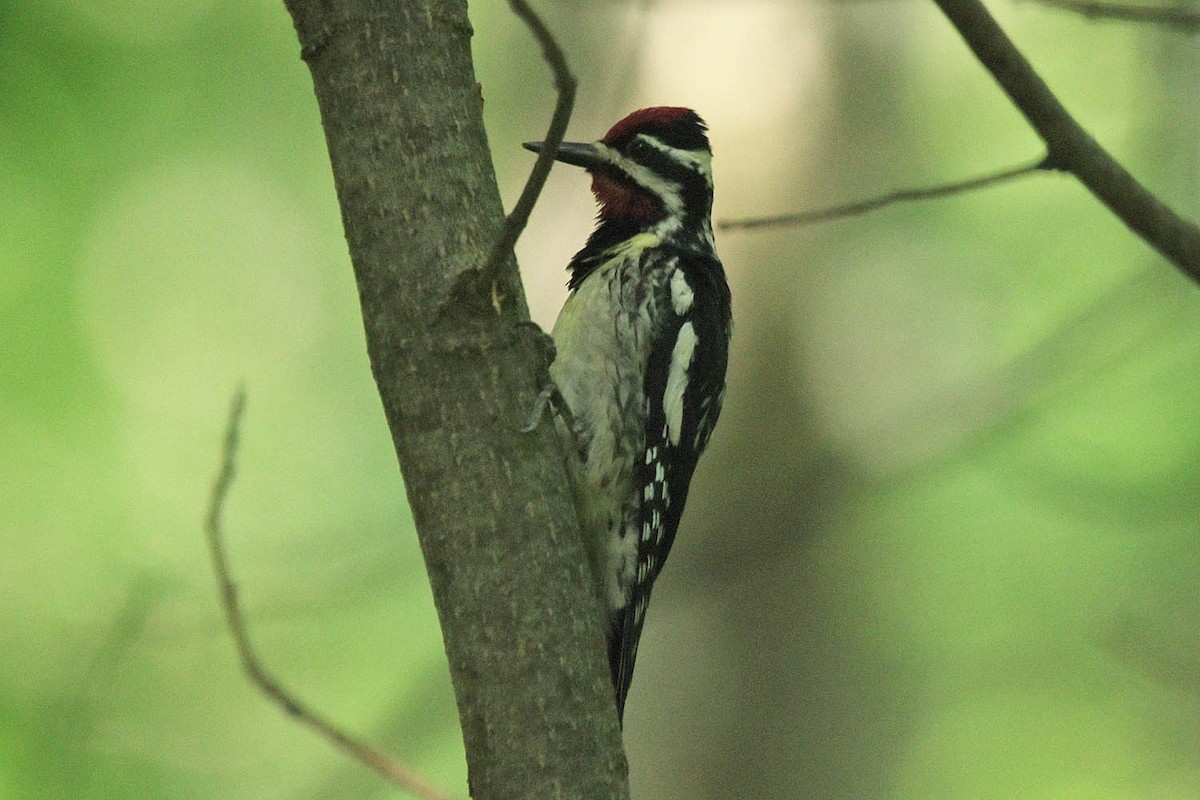 Yellow-bellied Sapsucker - ML595749111