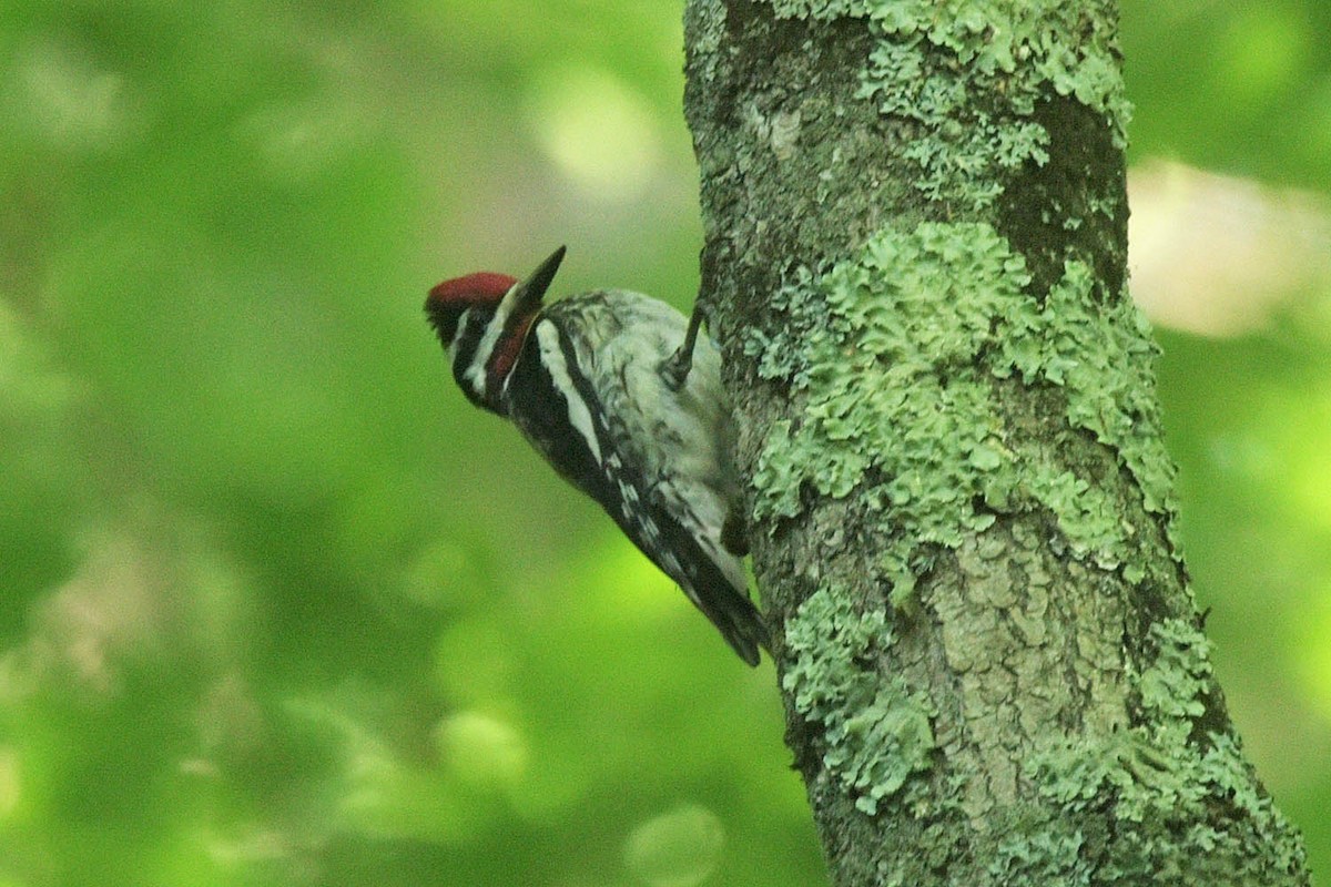 Yellow-bellied Sapsucker - ML595749121