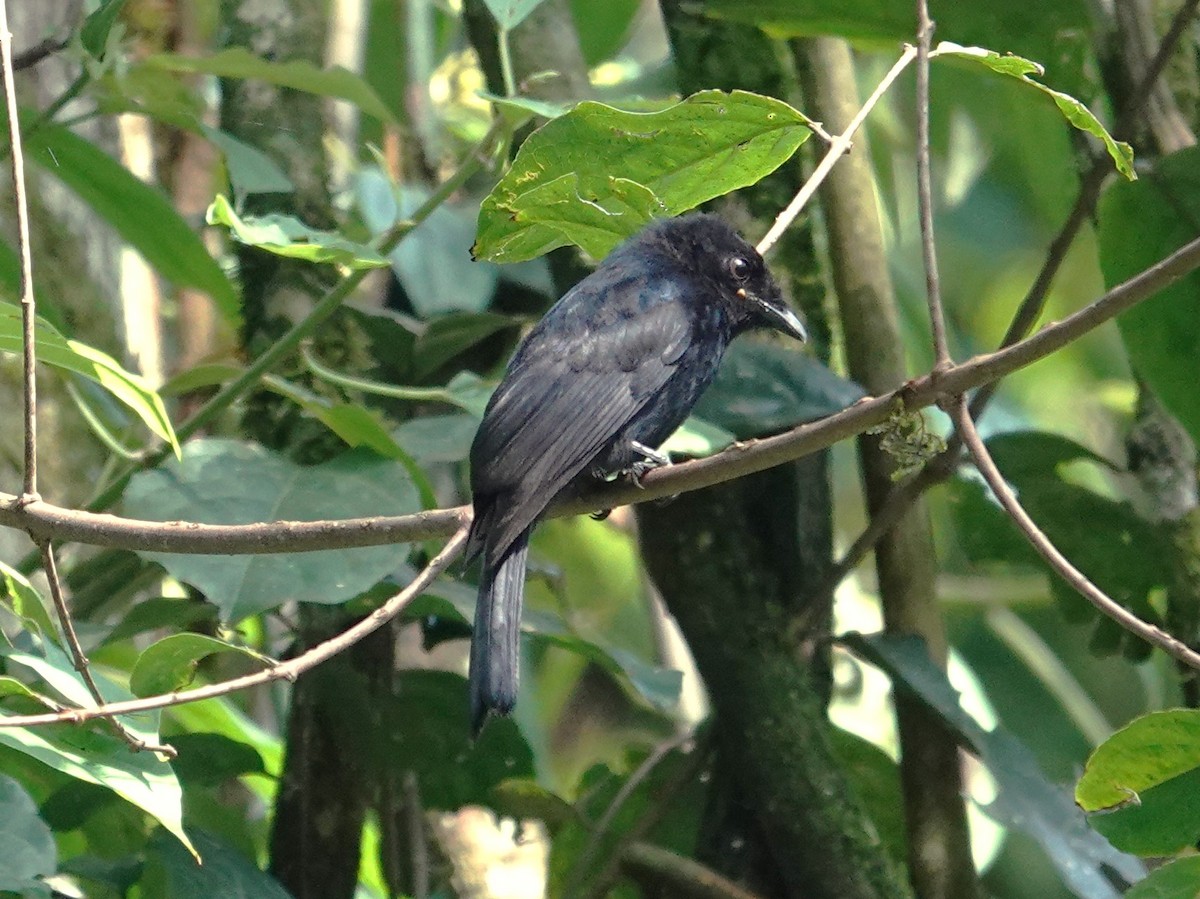 Sharpe's Drongo (Eastern) - ML595749241