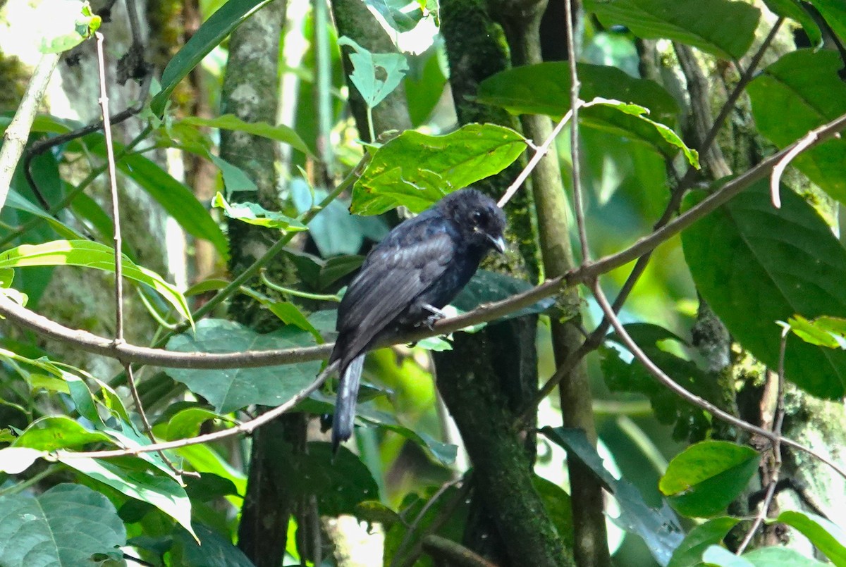 Sharpe's Drongo (Eastern) - ML595749251