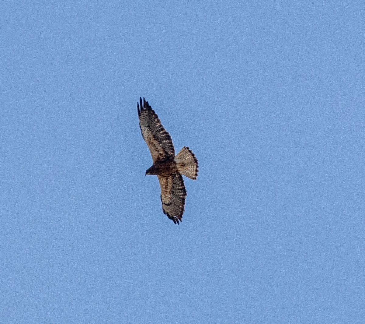 Swainson's Hawk - ML595750411