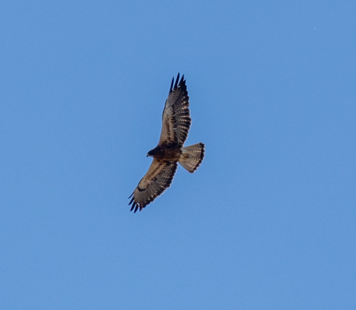 Swainson's Hawk - ML595750431