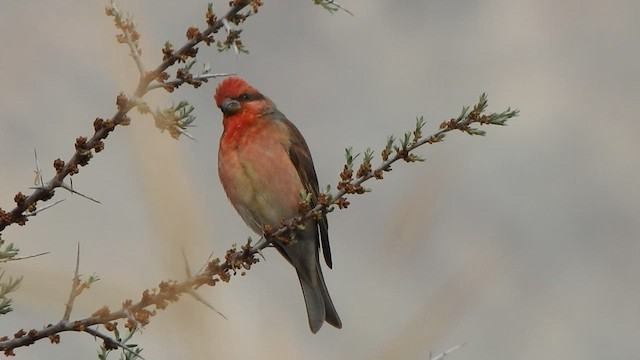 Common Rosefinch - ML595751891