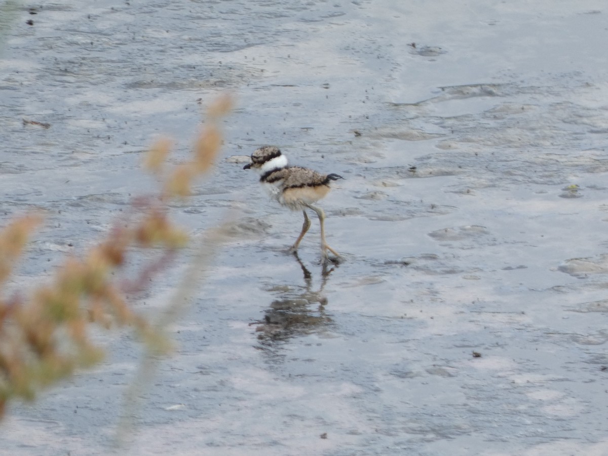 Semipalmated Plover - ML595752491