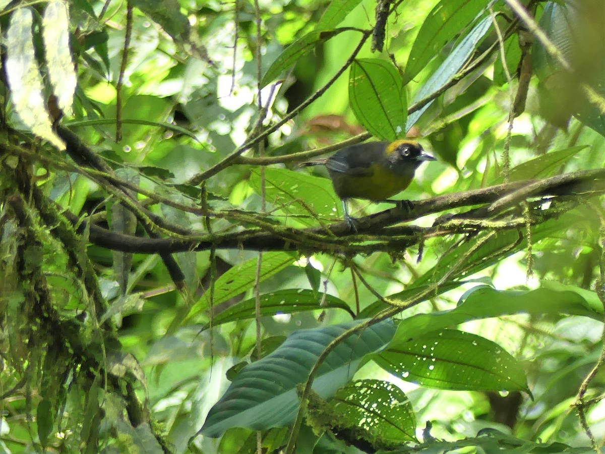 Dusky-faced Tanager - ML595754071