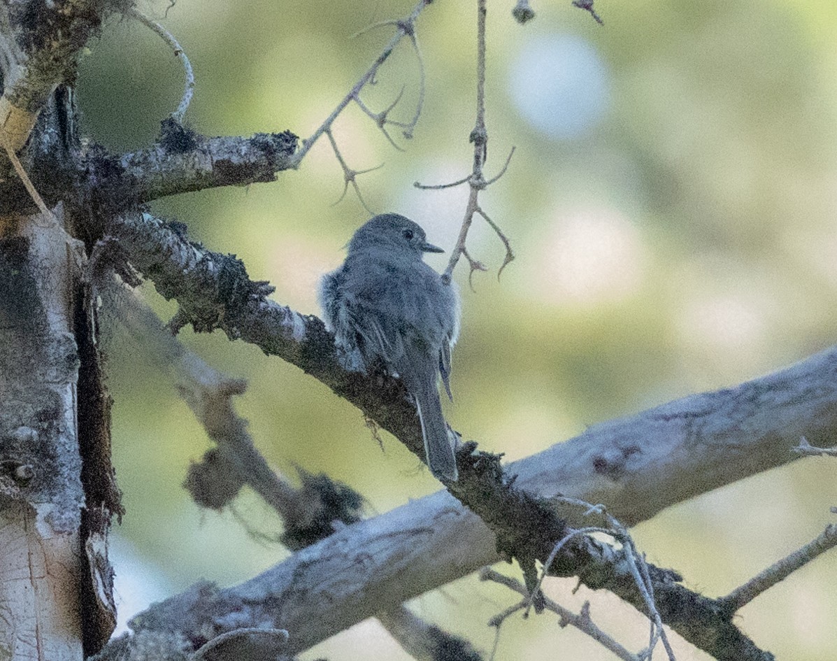Hammond's Flycatcher - ML595755391
