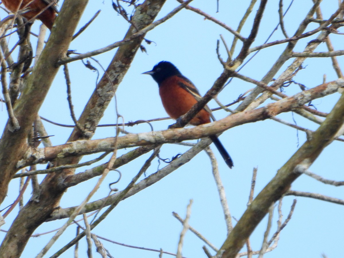 Orchard Oriole - ML595756181