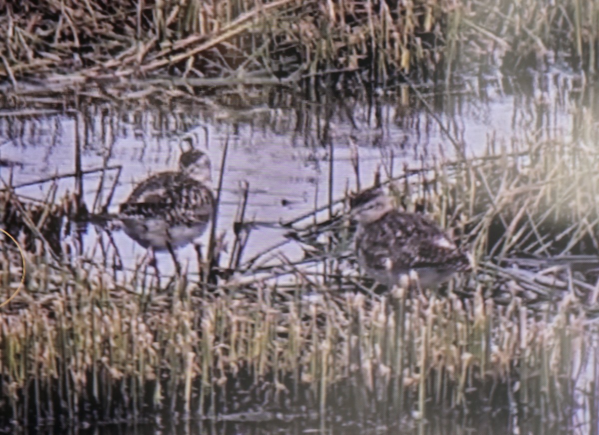 Шугуйн хөгчүү - ML595756981