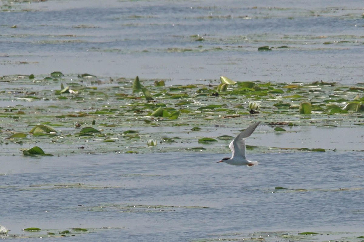 Forster's Tern - ML595757601