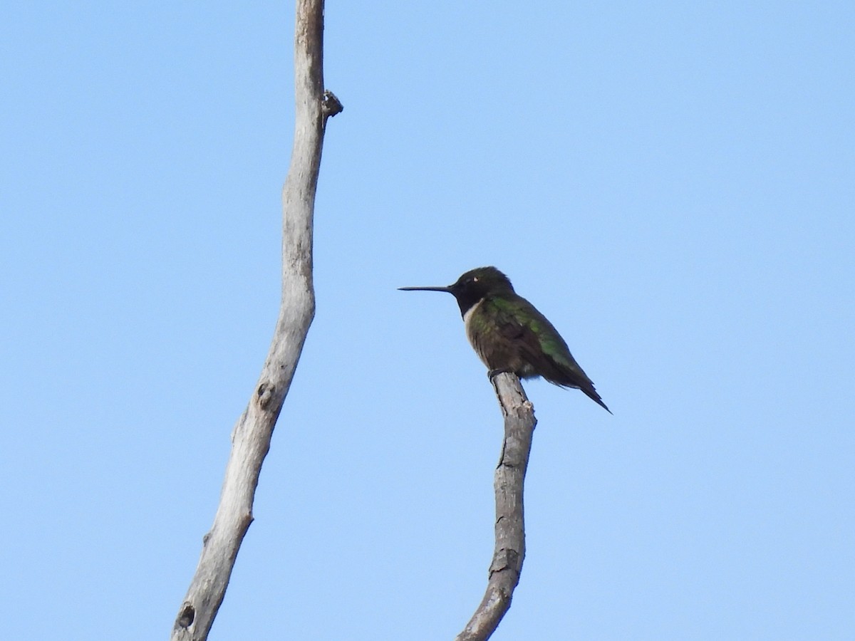 Ruby-throated Hummingbird - ML595758131