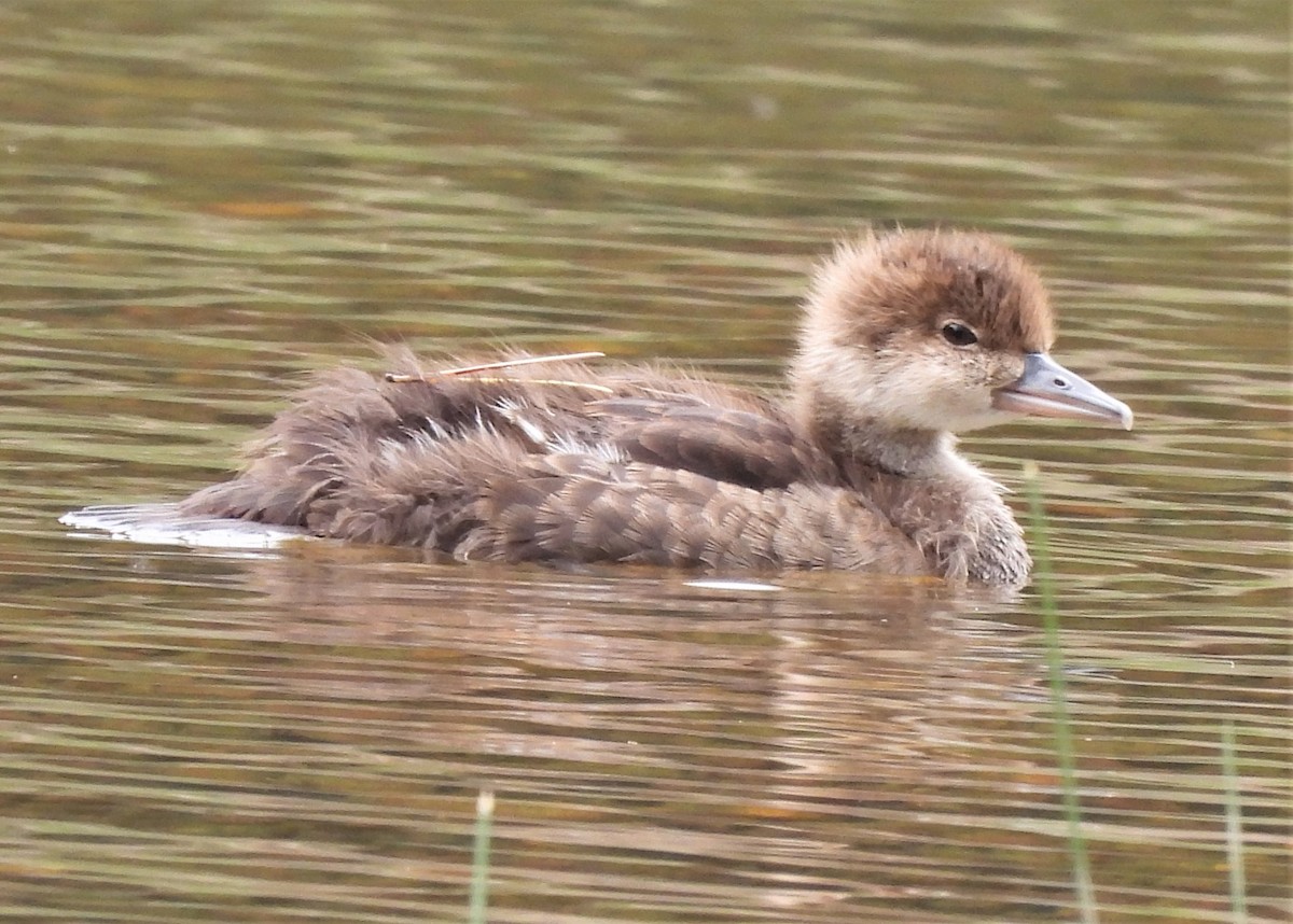 Hooded Merganser - Paul McKenzie