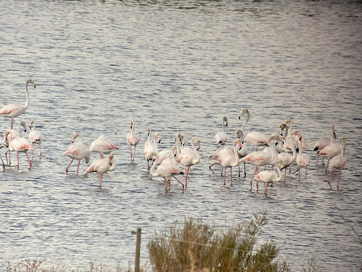 Greater Flamingo - Dave Craven