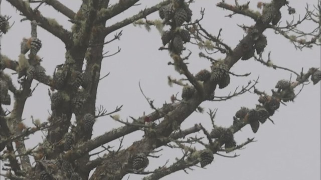 Red-headed Woodpecker - ML595758981