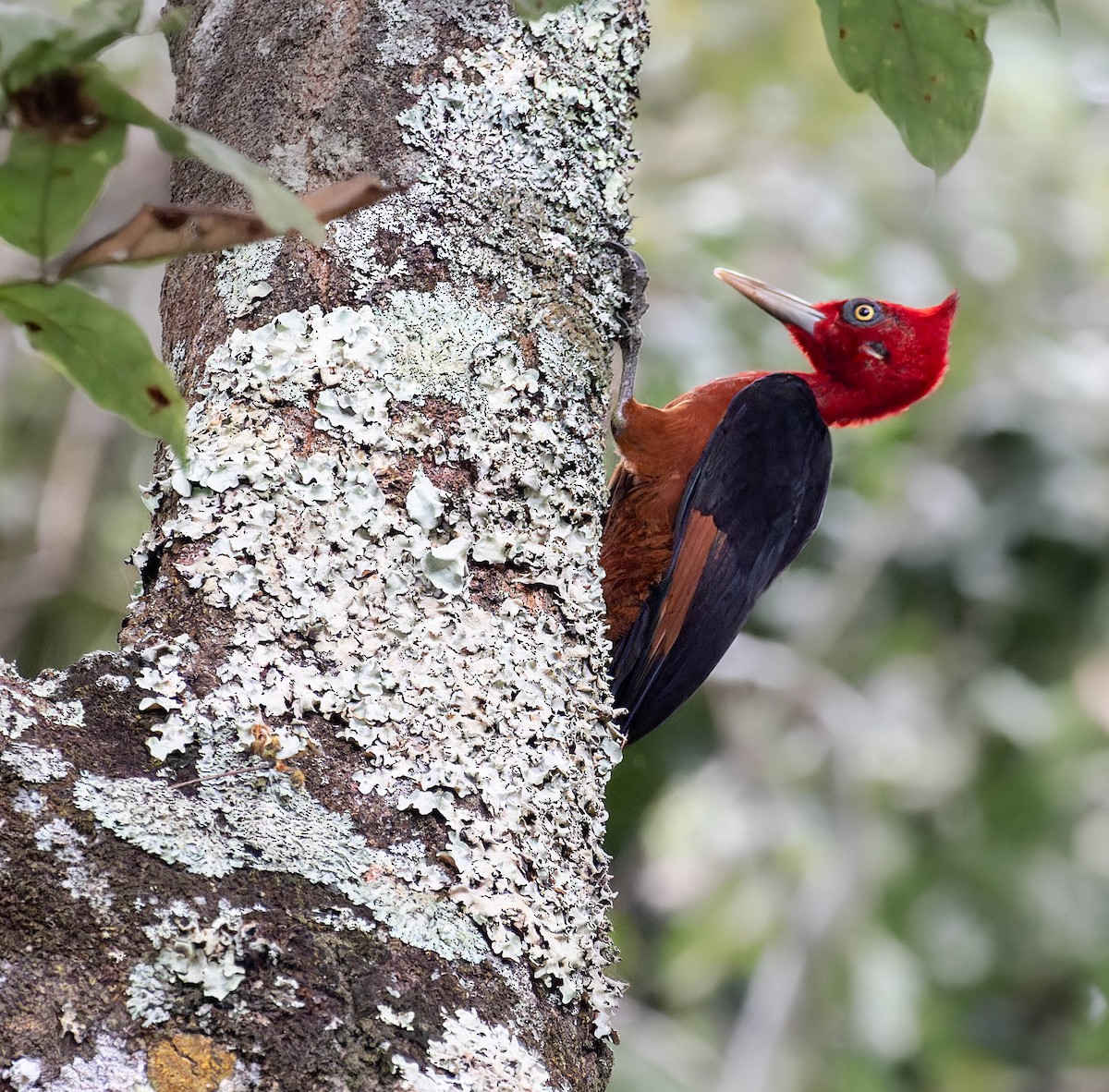 Red-necked Woodpecker - ML595759491