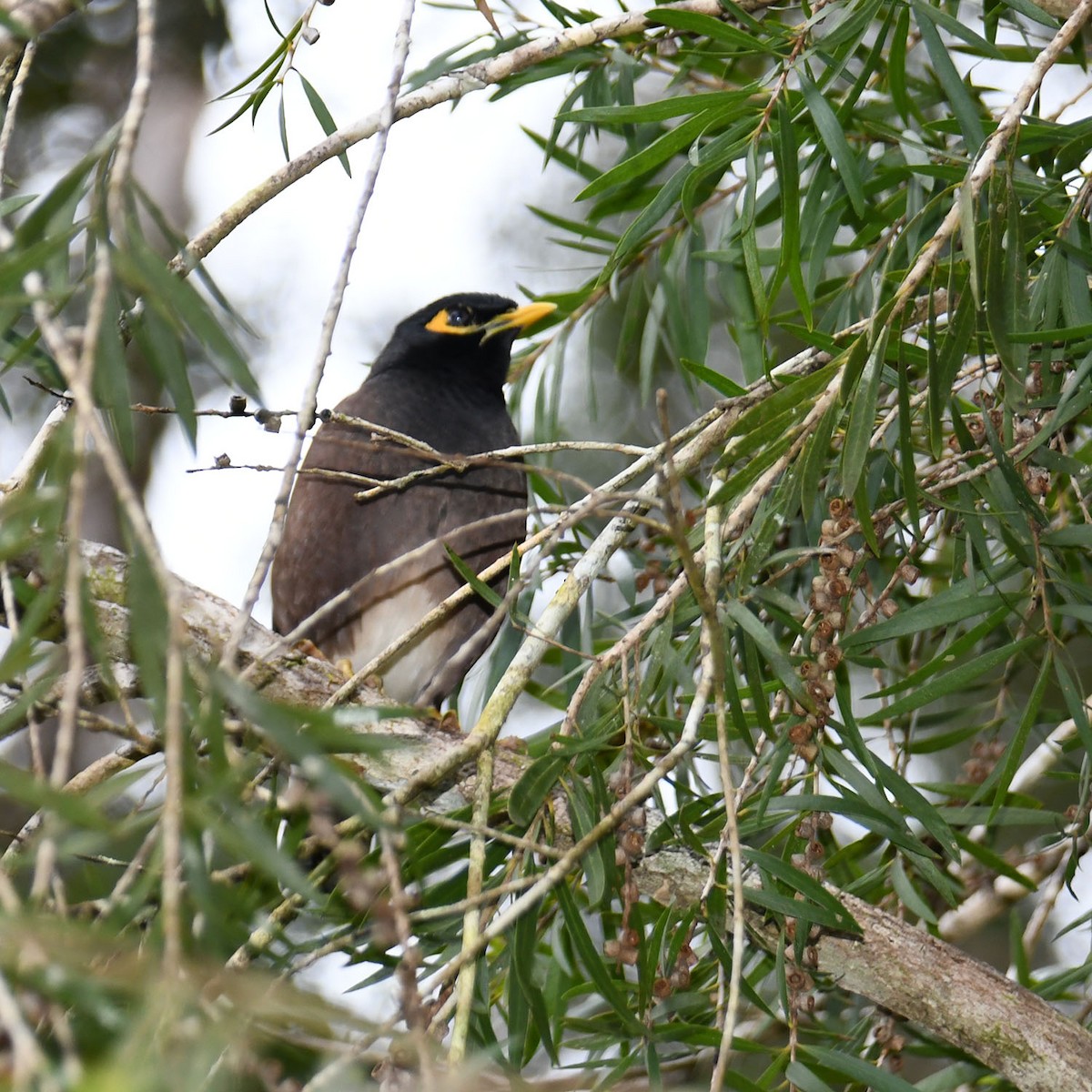 Common Myna - ML595761081