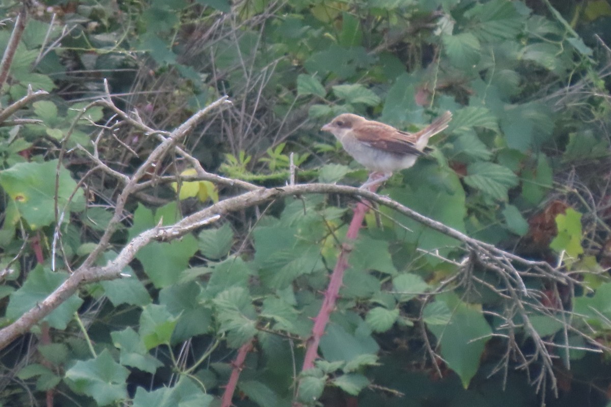 Red-backed Shrike - ML595761381