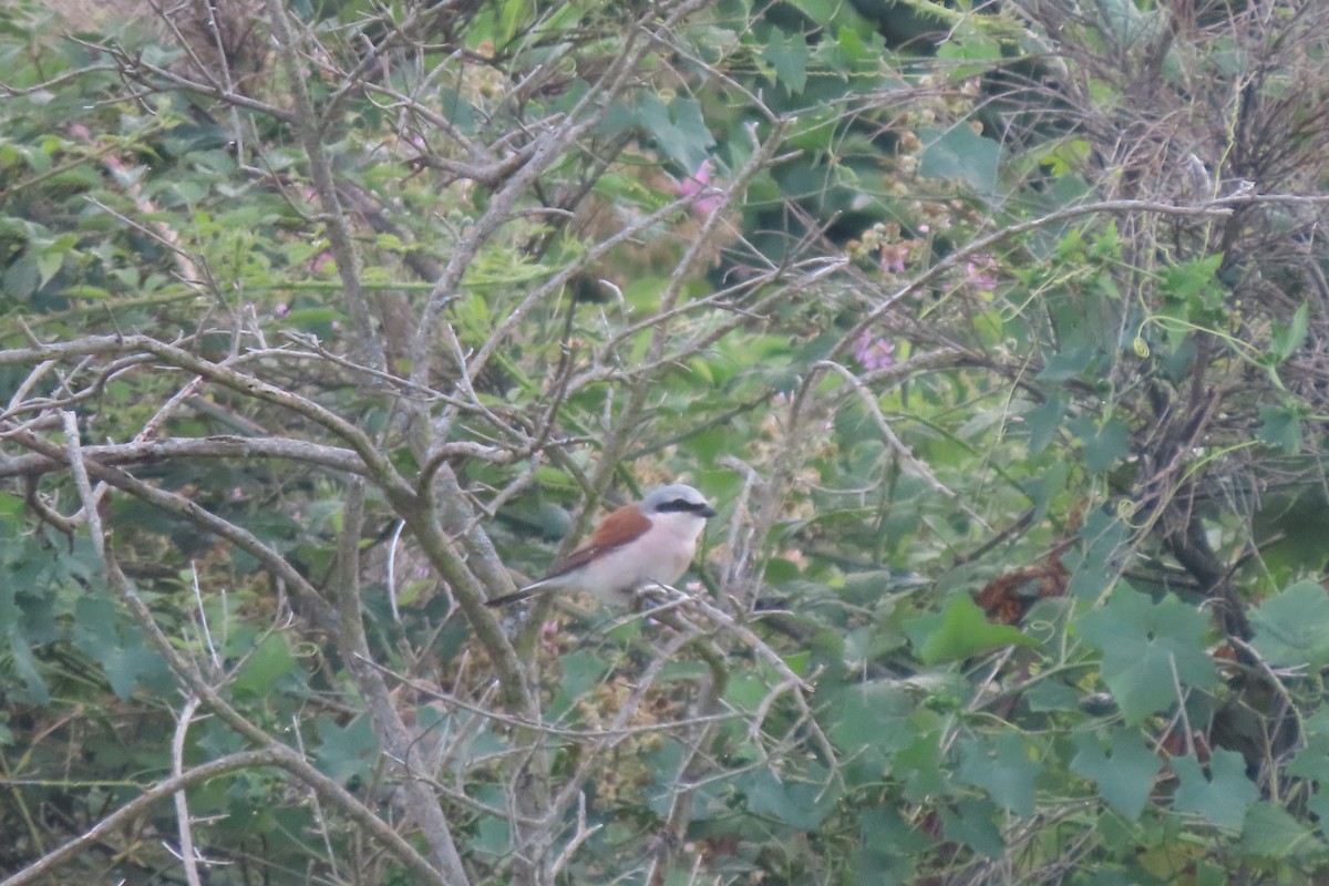 Red-backed Shrike - ML595761391