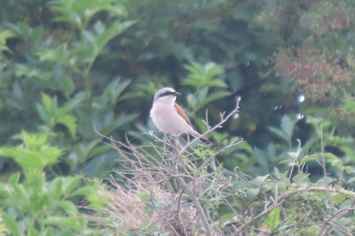 Red-backed Shrike - ML595761401