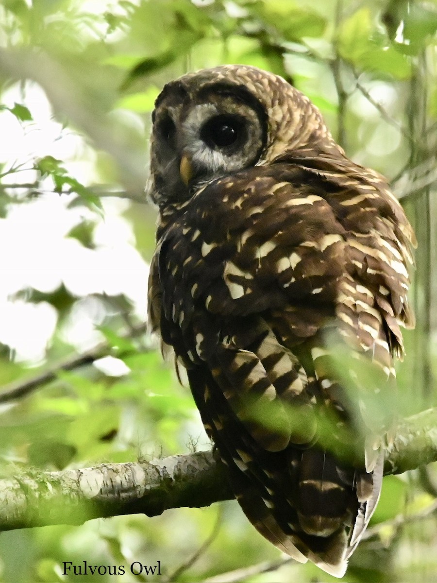 Fulvous Owl - ML595762751