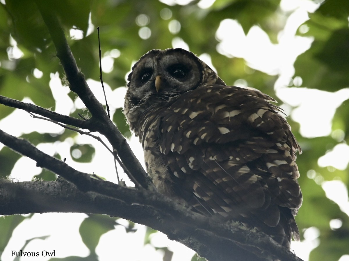 Fulvous Owl - ML595762781