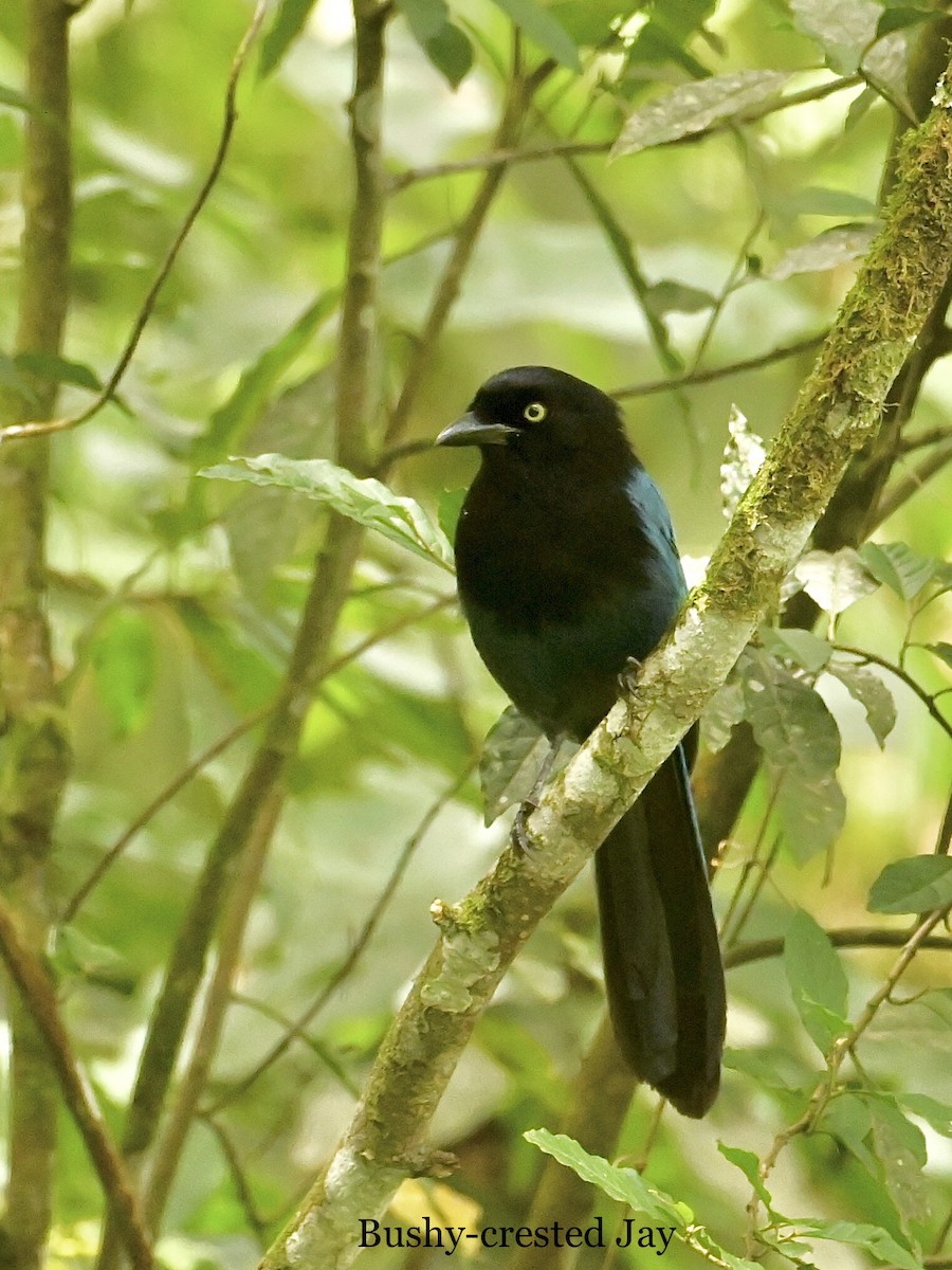 Bushy-crested Jay - ML595762891