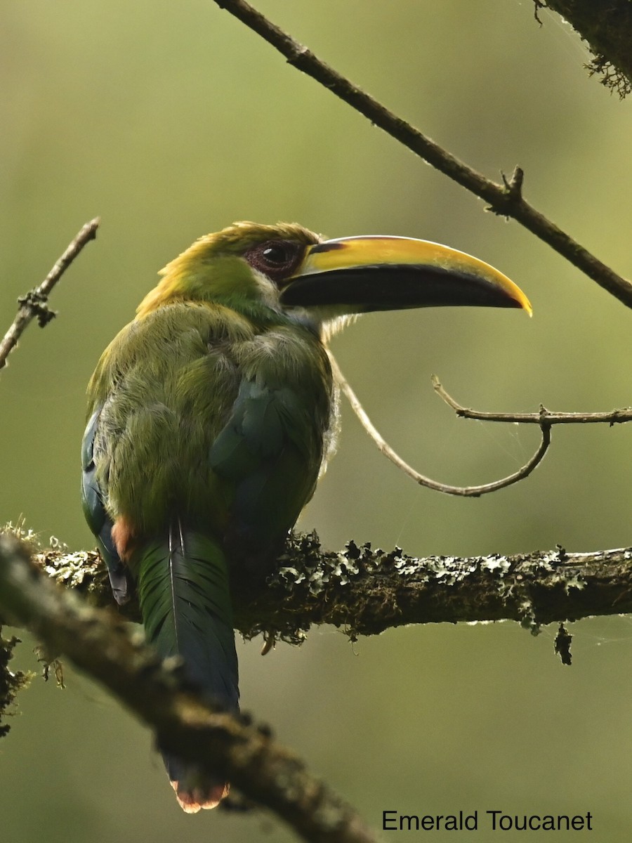 Northern Emerald-Toucanet - ML595762991