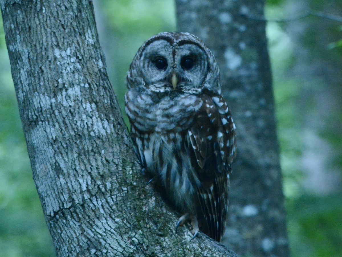 Barred Owl - Edward Patten