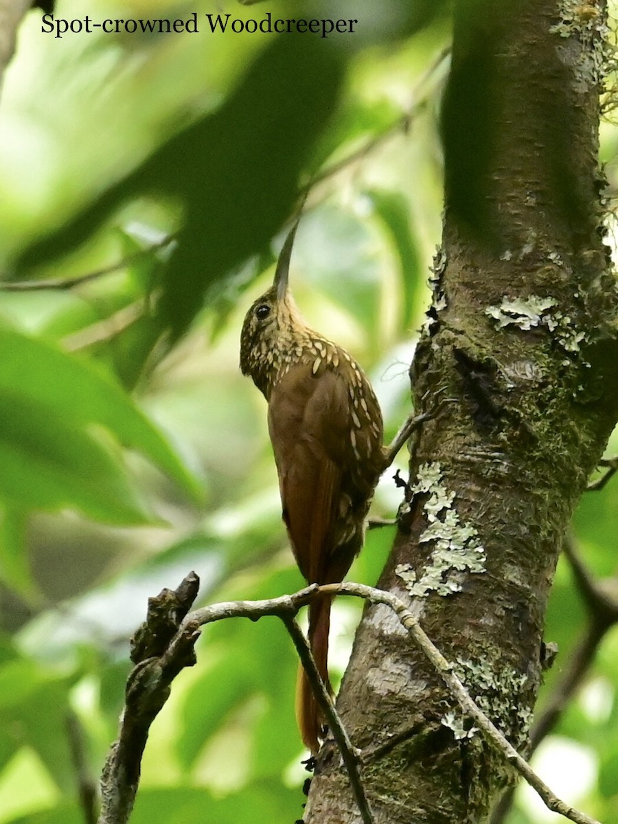 Spot-crowned Woodcreeper - ML595763221