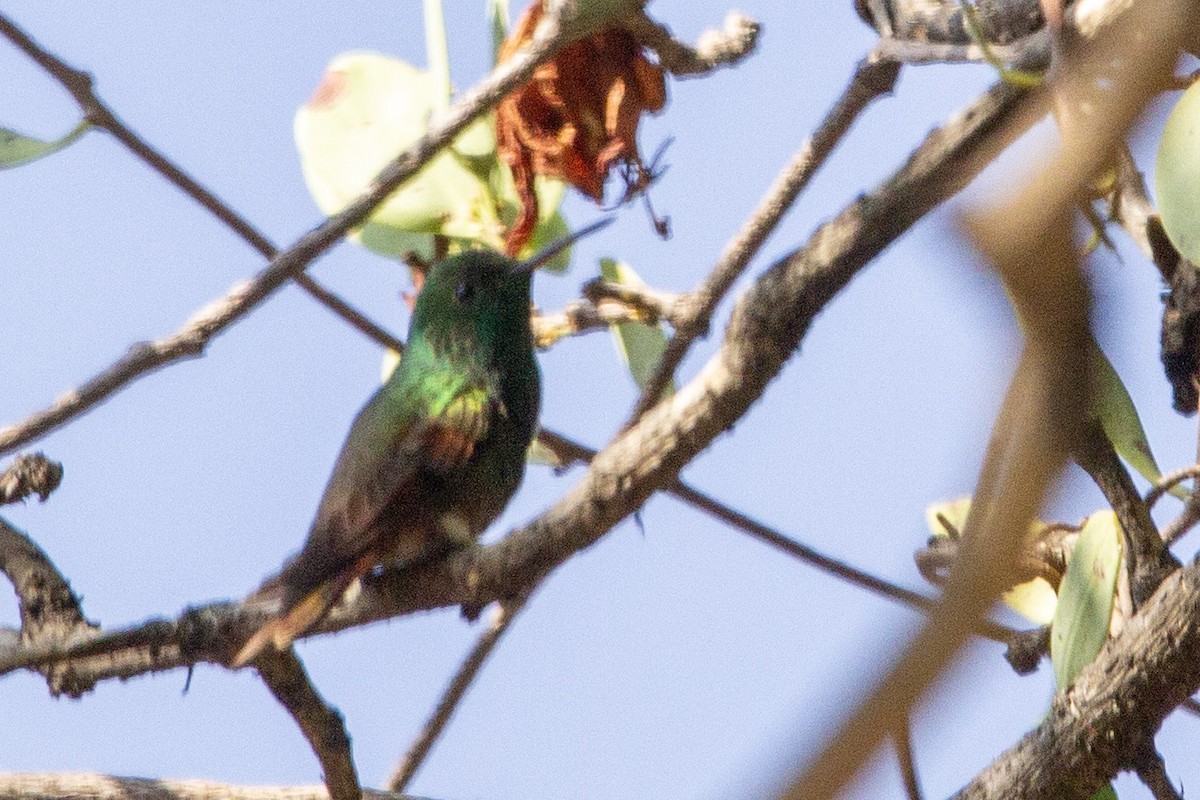beryllkolibri - ML595763591