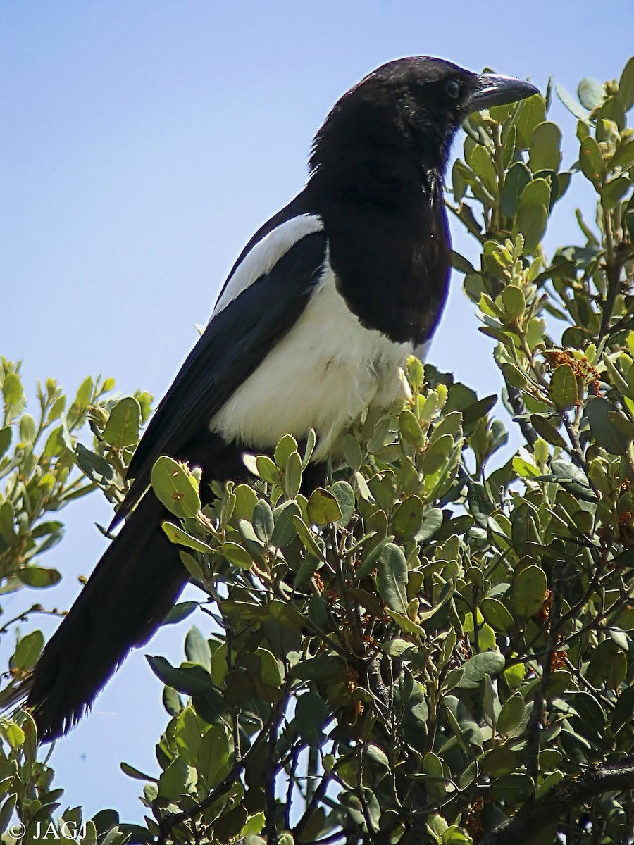 Eurasian Magpie (Iberian) - ML595763731
