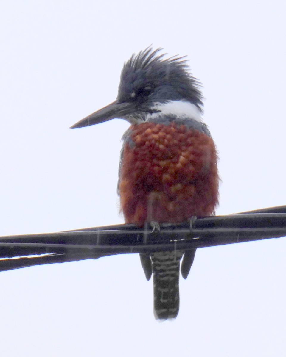 Ringed Kingfisher - Carlos D'Angelo