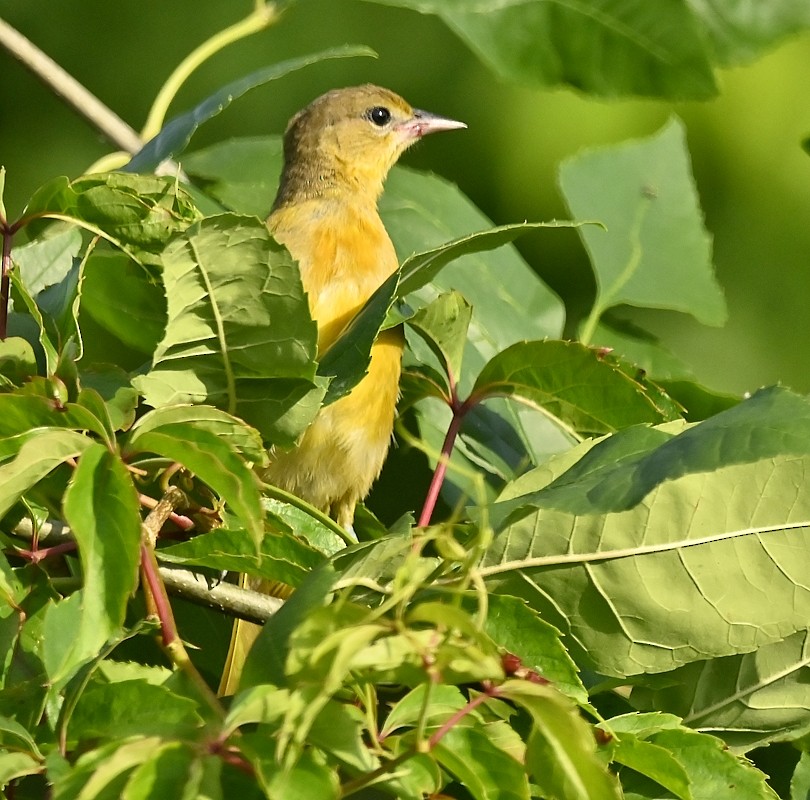 Baltimore Oriole - Regis Fortin