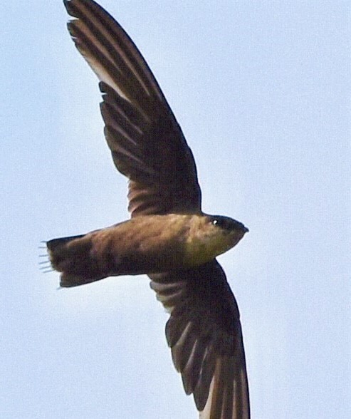 Chimney Swift - ML595766221