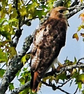 Red-tailed Hawk - ML595766321