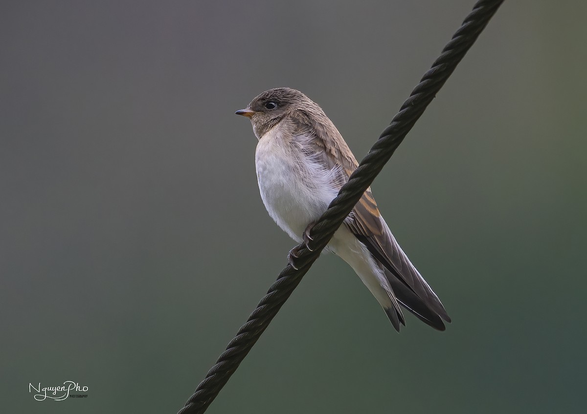 Gray-throated Martin - ML595766351