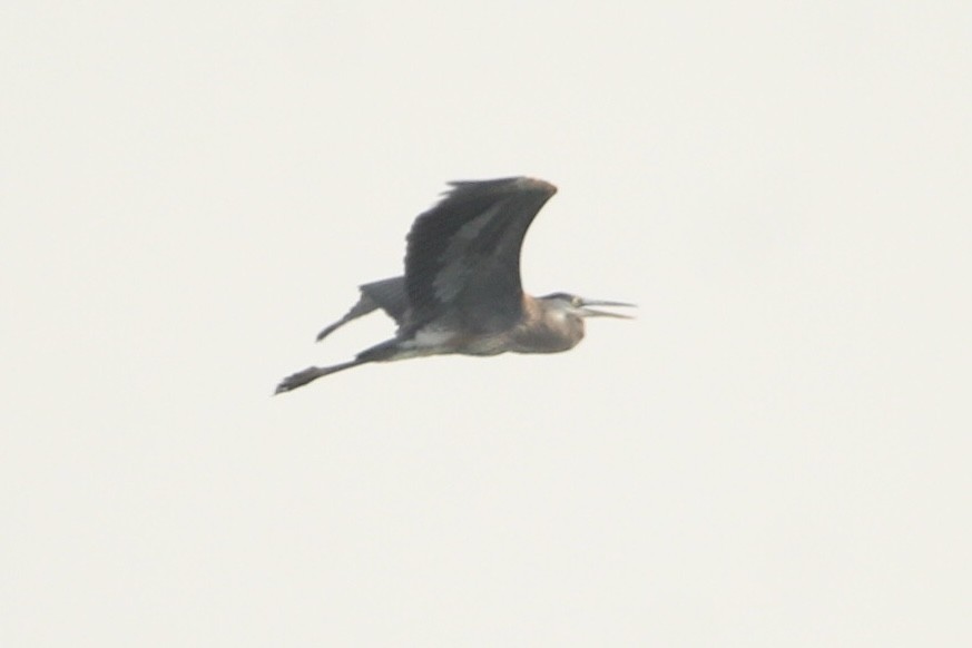 Great Blue Heron - ML595766871