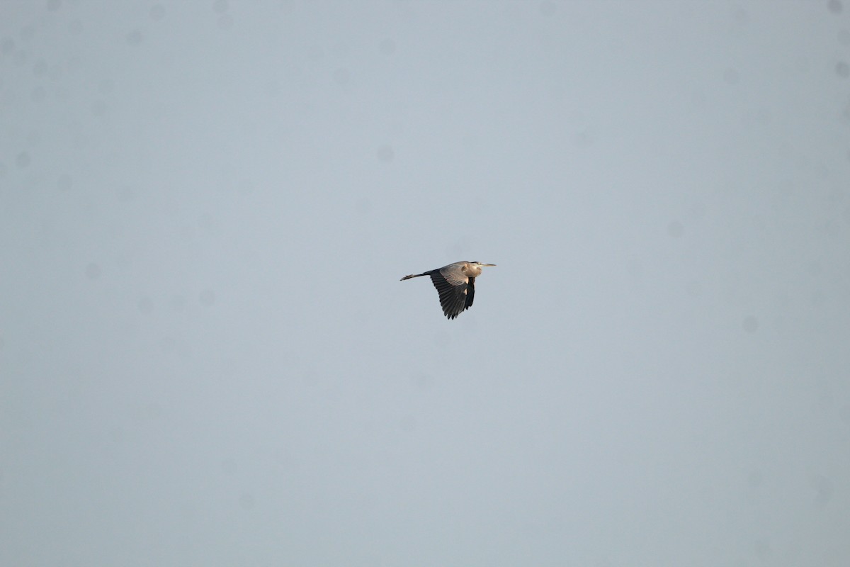 Great Blue Heron - ML595766881