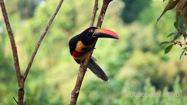 Araçari de Frantzius - ML595767761