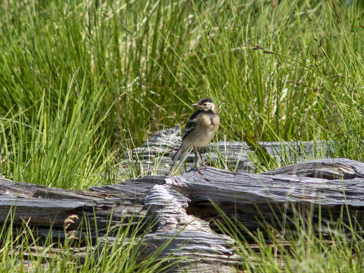 Citrine Wagtail (Gray-backed) - ML595768541