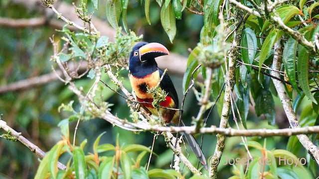 Fiery-billed Aracari - ML595768671