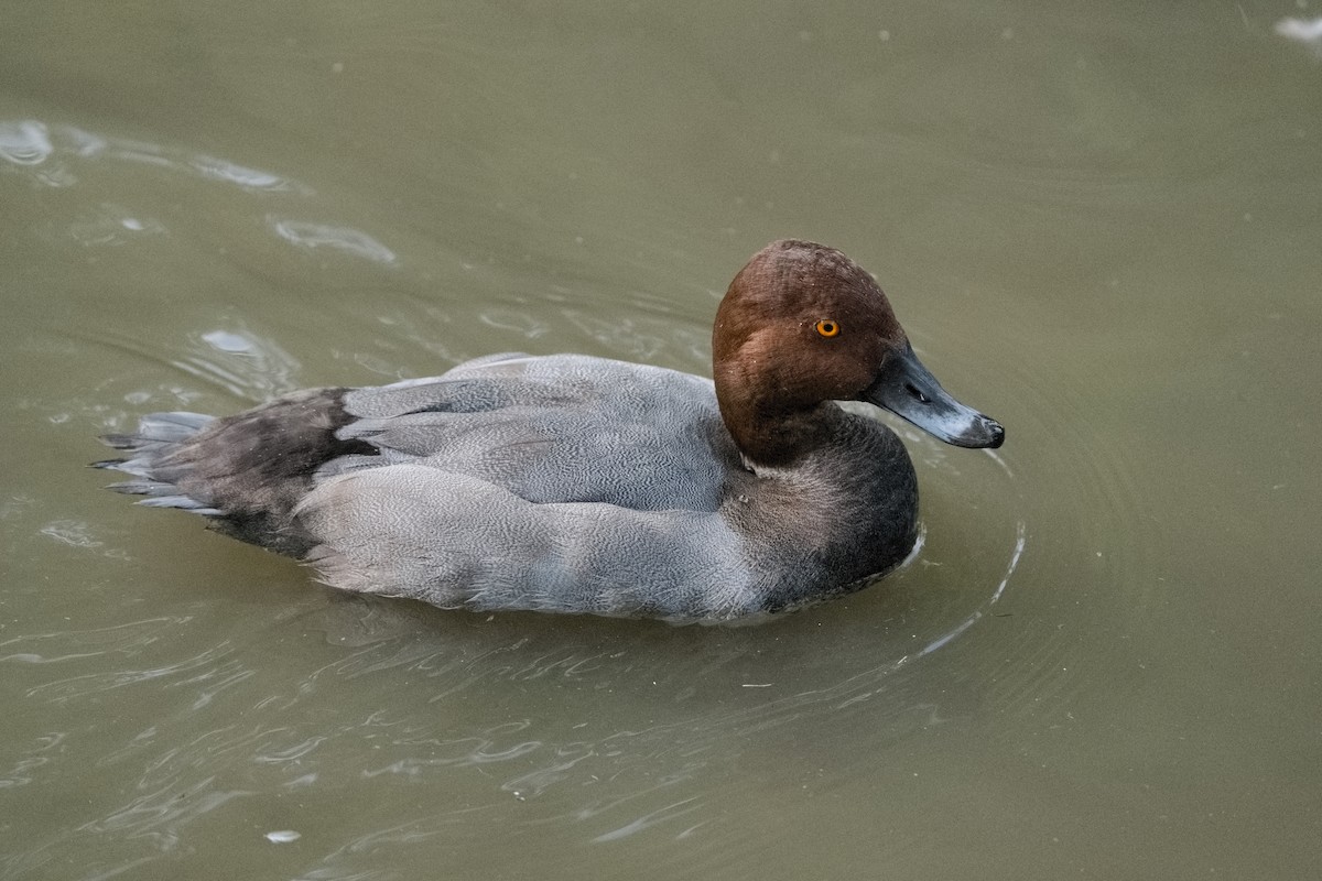 Common Pochard - ML595768751