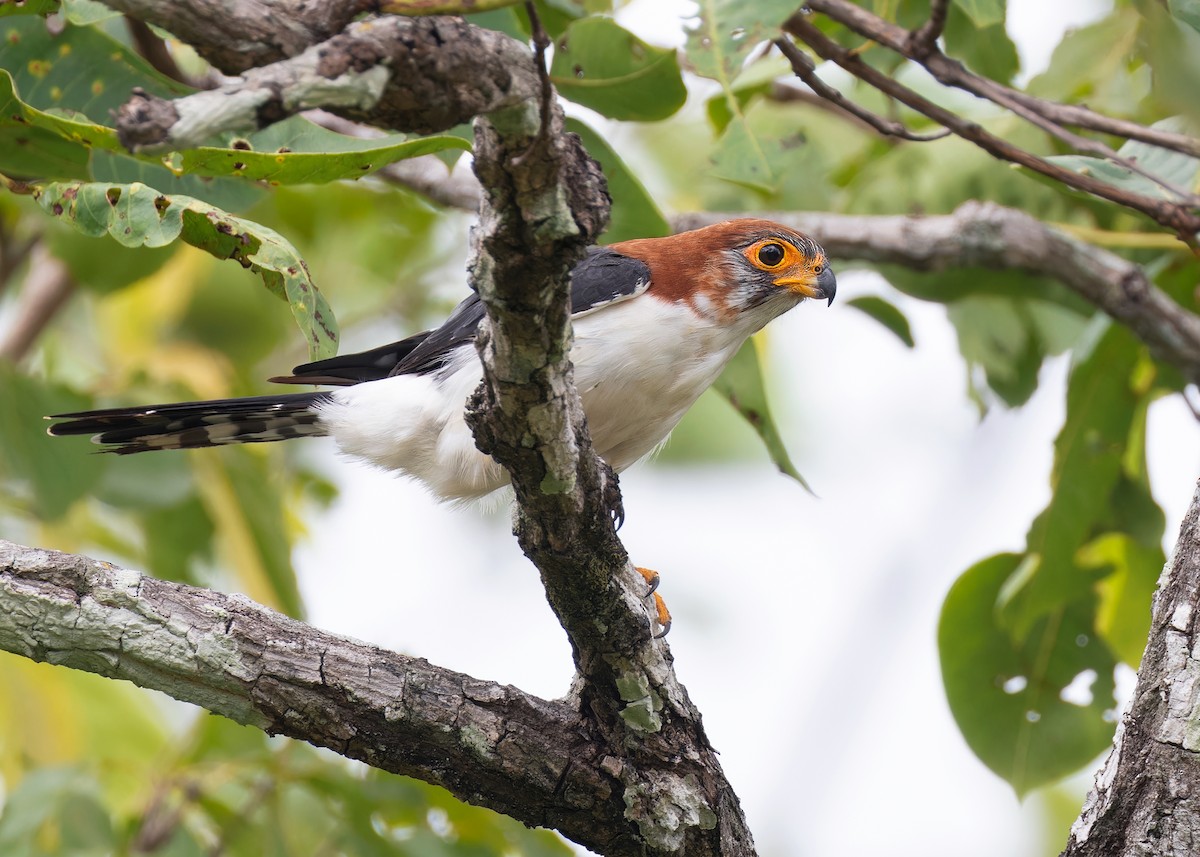 White-rumped Falcon - ML595768811