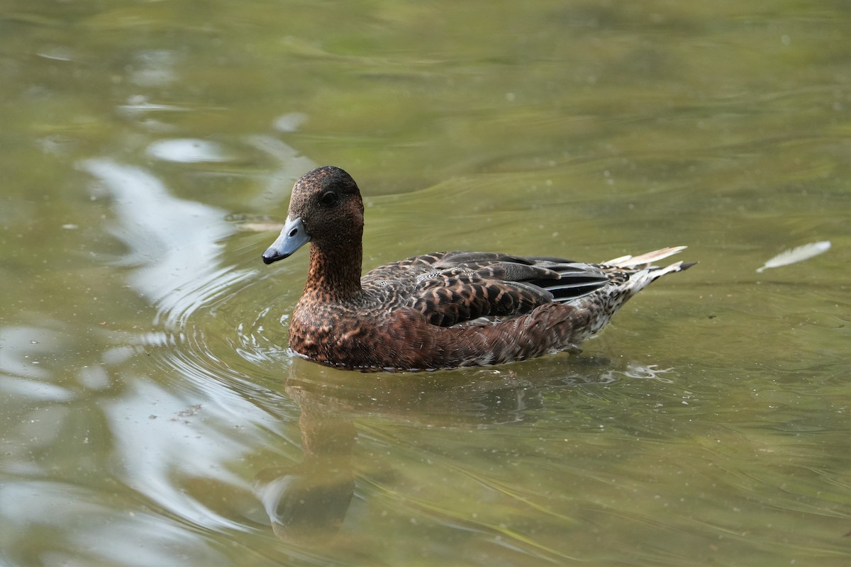 Canard siffleur - ML595768881