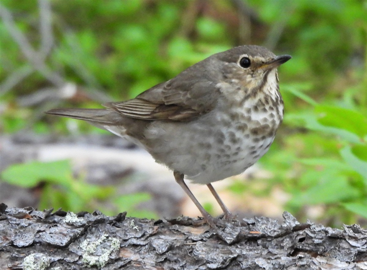 Swainson's Thrush - ML595769791