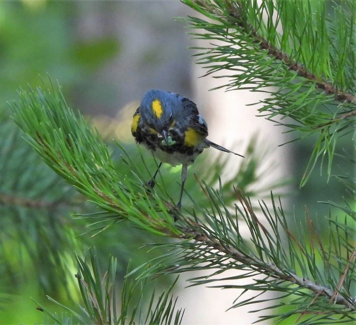 Yellow-rumped Warbler - ML595769921